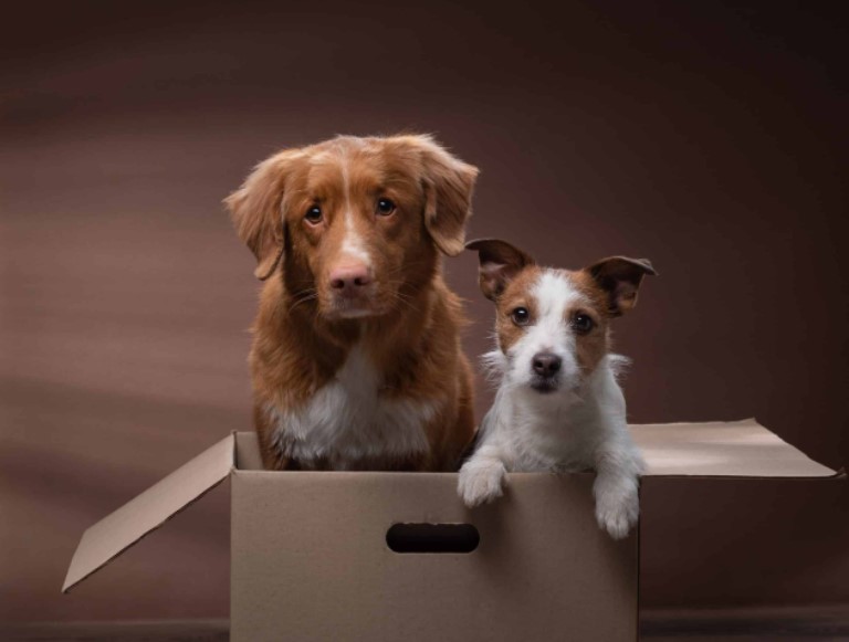 How to Relocate Your Pets Safely and Stress-Free